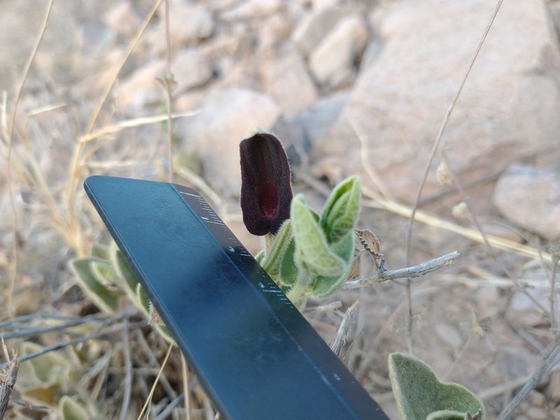 Aristolochia wrightii, photographed by Alejandro Sigala Chávez