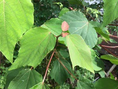Mallotus japonicus, photographed by Luka S. (someplant)