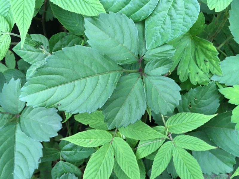 Causonis japonica, photographed by Luka S. (someplant)