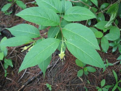Diervilla lonicera, photographed by rboles