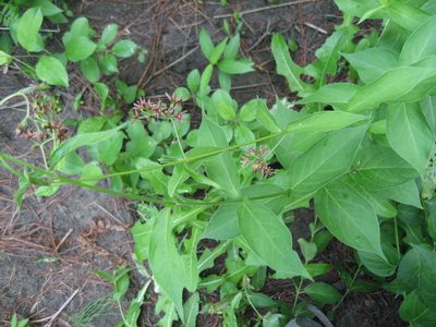 Vincetoxicum rossicum
