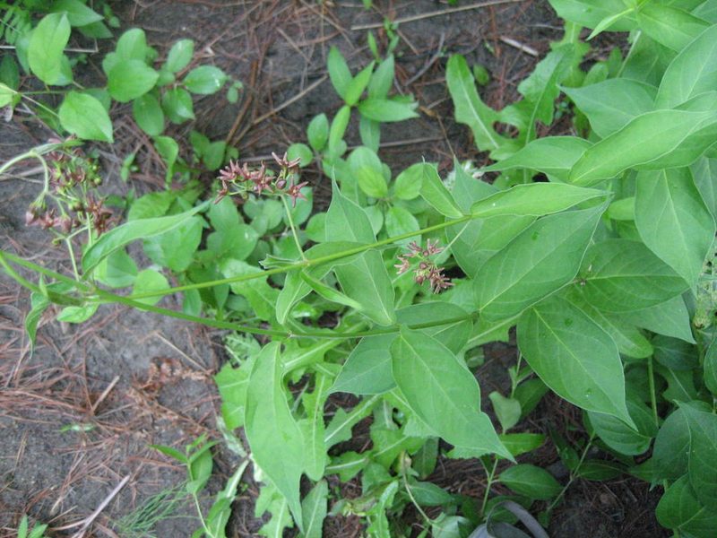Vincetoxicum rossicum, photographed by rboles