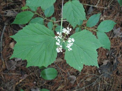 Viburnum acerifolium, photographed by rboles