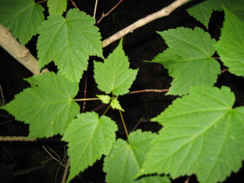 Acer spicatum, photographed by rboles