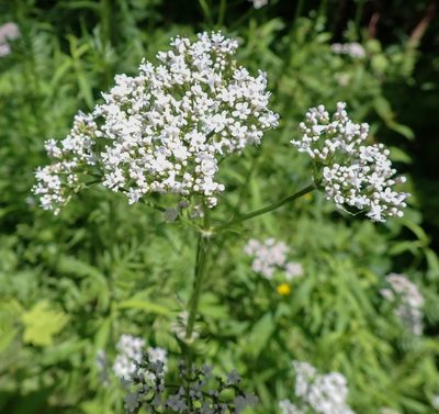 Valeriana officinalis, photographed by CatherineK