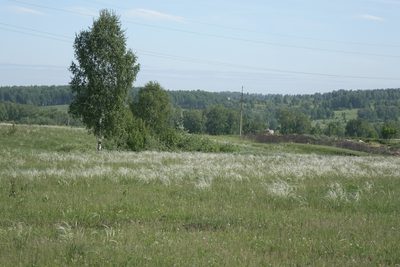 Betula pendula, photographed by Oleg Kosterin