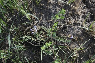 Astragalus danicus, photographed by Oleg Kosterin