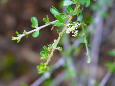 Ceanothus cuneatus