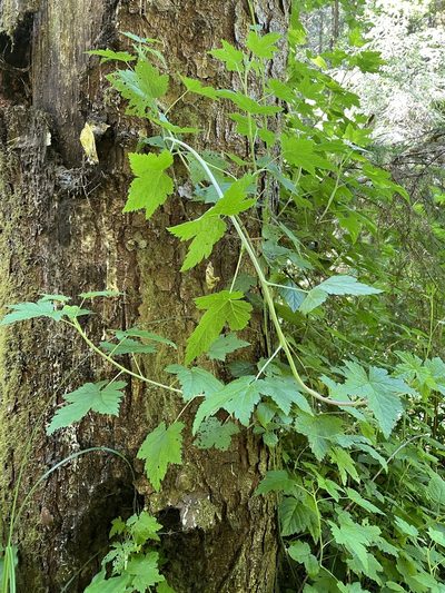 Ribes laxiflorum, photographed by Leah Gardner