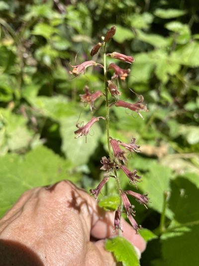 Tolmiea diplomenziesii, photographed by Leah Gardner