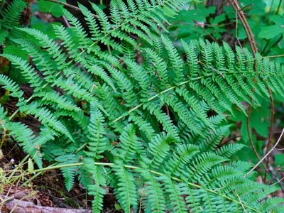 Dryopteris arguta, photographed by Michael Warner