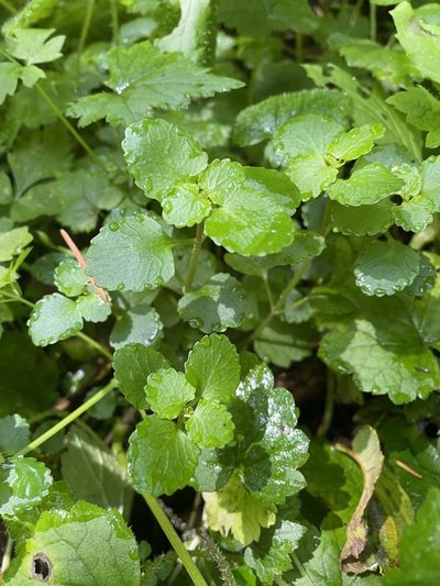 Chrysosplenium glechomifolium, photographed by Leah Gardner