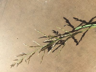Eragrostis pilosa, photographed by Andre Hosper