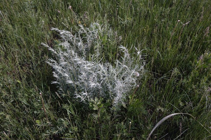 Artemisia glauca, photographed by Oleg Kosterin