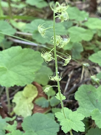 Mitellastra caulescens, photographed by Leah Gardner