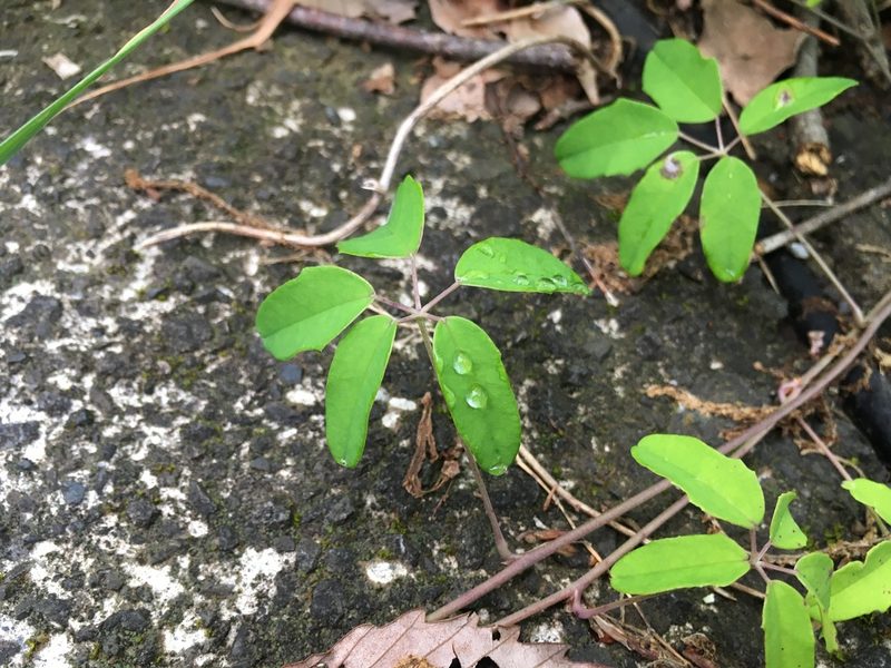 Akebia quinata, photographed by Luka S. (someplant)