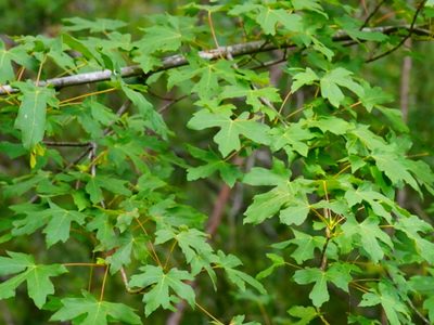Acer macrophyllum