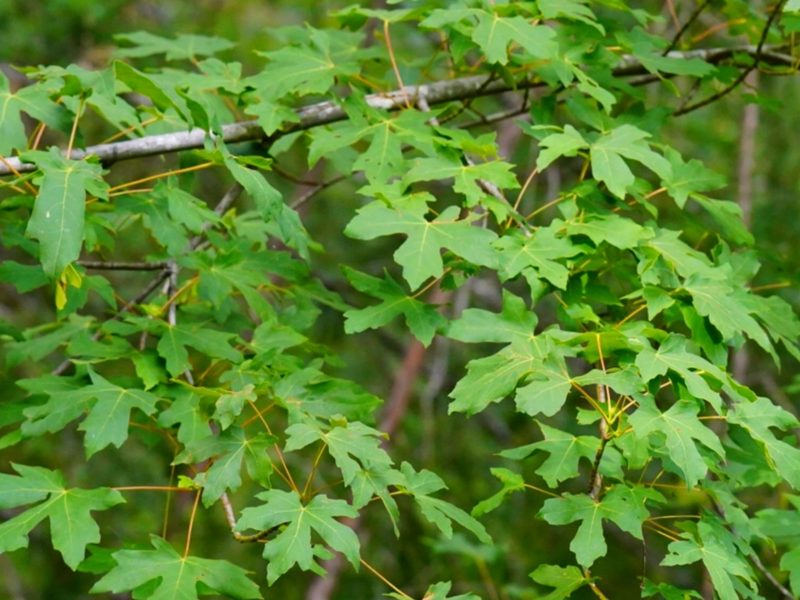 Acer macrophyllum, photographed by Michael Warner