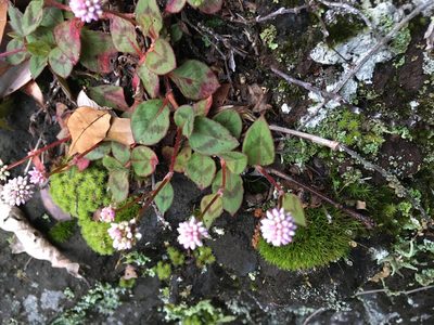 Persicaria capitata, photographed by Luka S. (someplant)