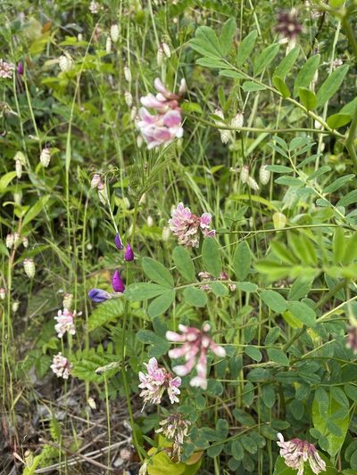 Hosackia rosea, photographed by Leah Gardner