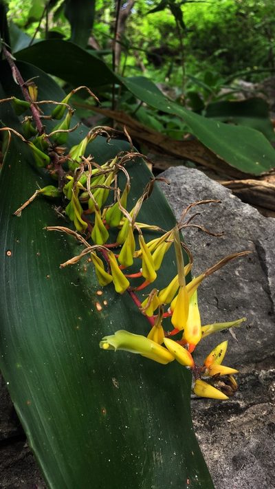 Pitcairnia chiapensis, photographed by Daniel Pineda Vera