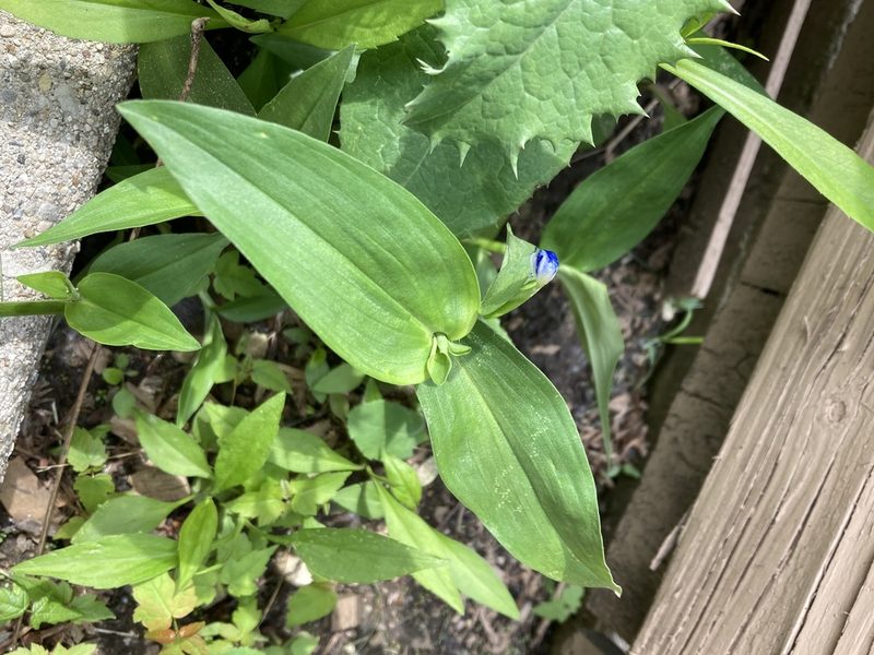 Commelina communis, photographed by askalotl