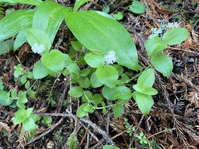 Whipplea modesta
