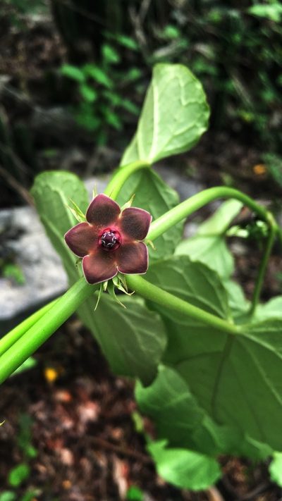 Suberogerens cyclophylla, photographed by Daniel Pineda Vera
