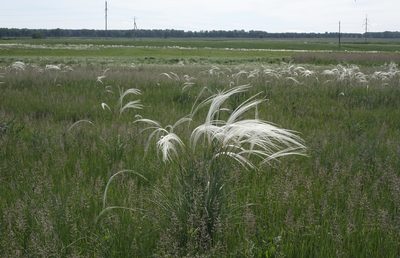 Stipa pennata, photographed by Oleg Kosterin