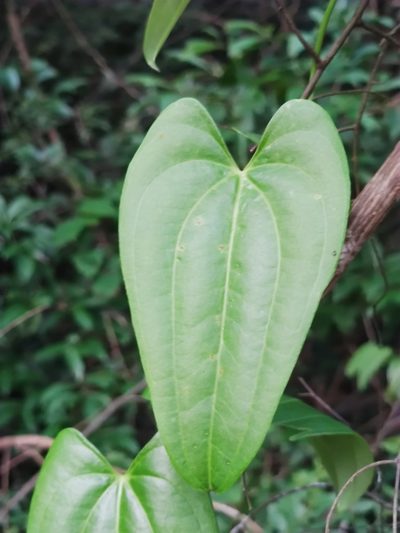 Dioscorea alata, photographed by Sarka Masova