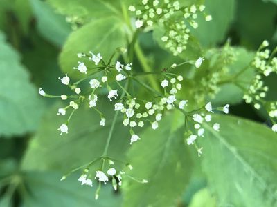 Cryptotaenia canadensis, photographed by jerr17