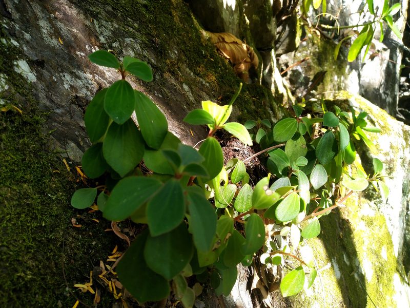 Peperomia leptostachya, photographed by Steve Fitzgerald