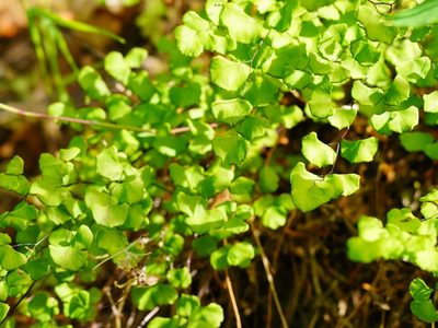 Adiantum jordanii