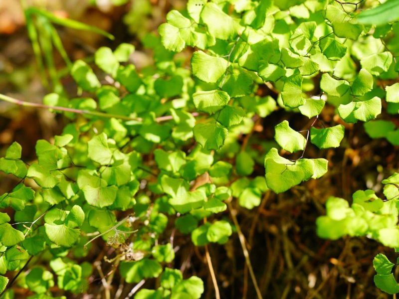 Adiantum jordanii, photographed by Michael Warner