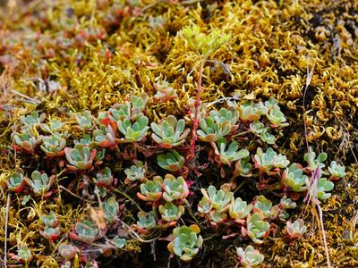 Sedum spathulifolium, photographed by Michael Warner