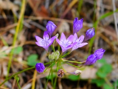 Triteleia bridgesii, photographed by Michael Warner