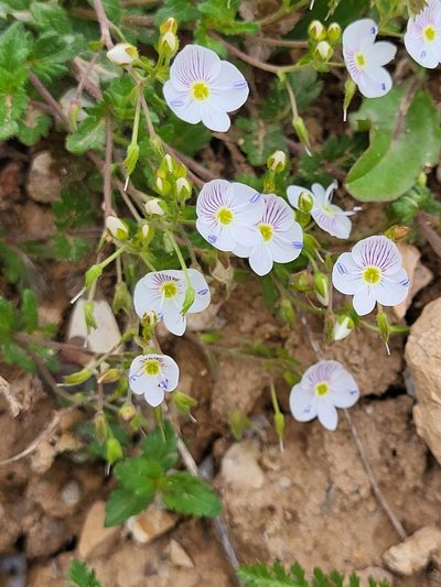 Veronica peduncularis, photographed by Jacek Pietruszewski