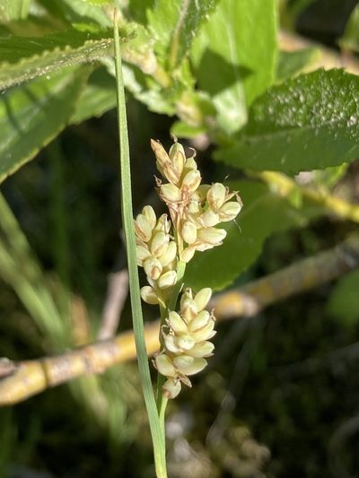 Carex garberi, photographed by er-birds