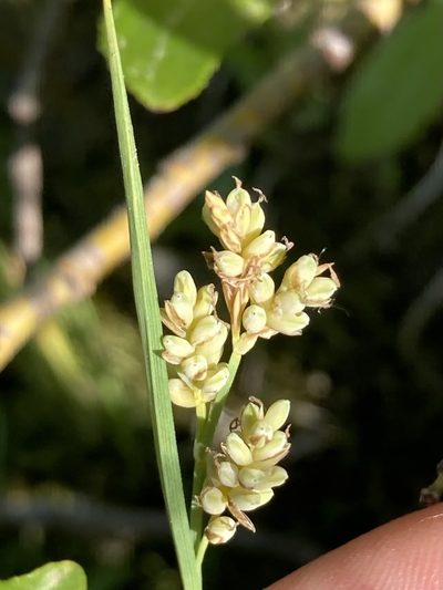 Carex garberi, photographed by er-birds