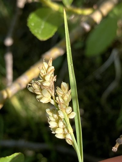 Carex garberi, photographed by er-birds