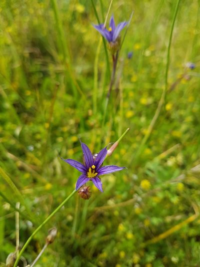 Sisyrinchium idahoense, photographed by Chris Fluit