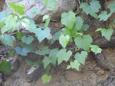 Vitis arizonica, photographed by Rachel Stringham