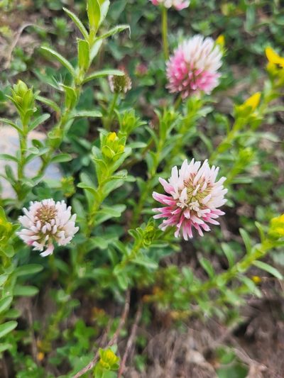 Trifolium ambiguum, photographed by Jacek Pietruszewski