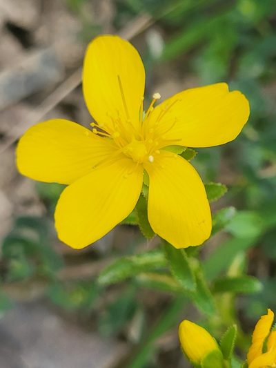 Hypericum orientale, photographed by Jacek Pietruszewski