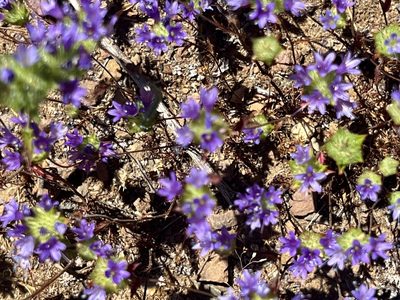 Navarretia heterodoxa, photographed by Chuck Wilson