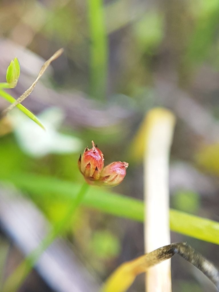 Juncus kelloggii, photographed by Chris Fluit
