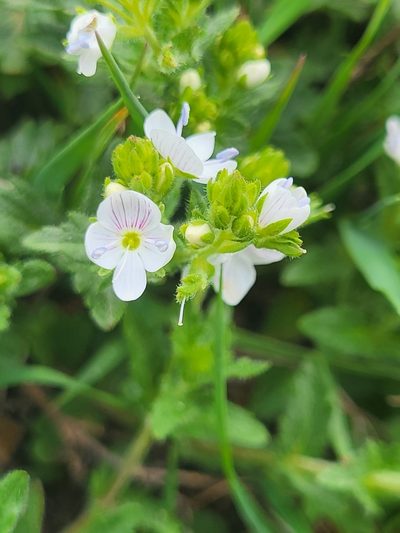 Veronica peduncularis, photographed by Jacek Pietruszewski
