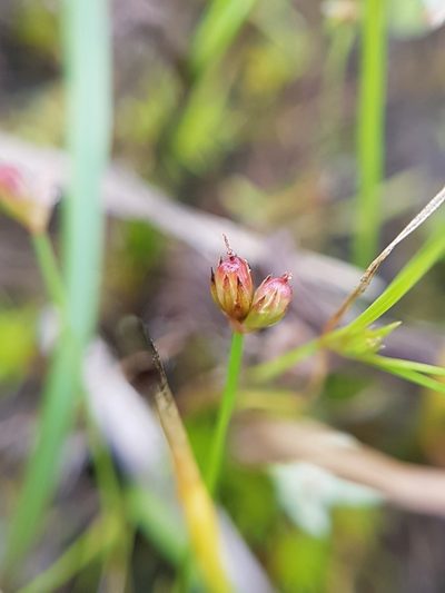 Juncus kelloggii, photographed by Chris Fluit