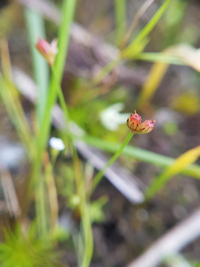Juncus kelloggii, photographed by Chris Fluit