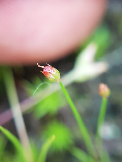 Juncus kelloggii, photographed by Chris Fluit